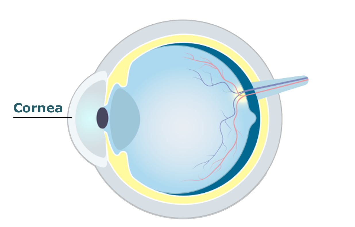 Eye diagram showing the cornea