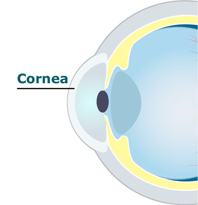 Eye diagram showing the cornea