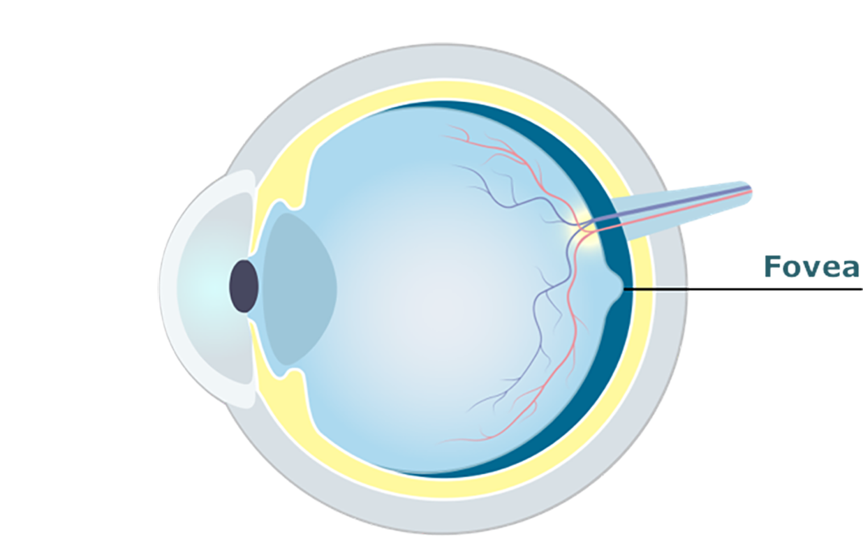 Eye diagram showing the fovea