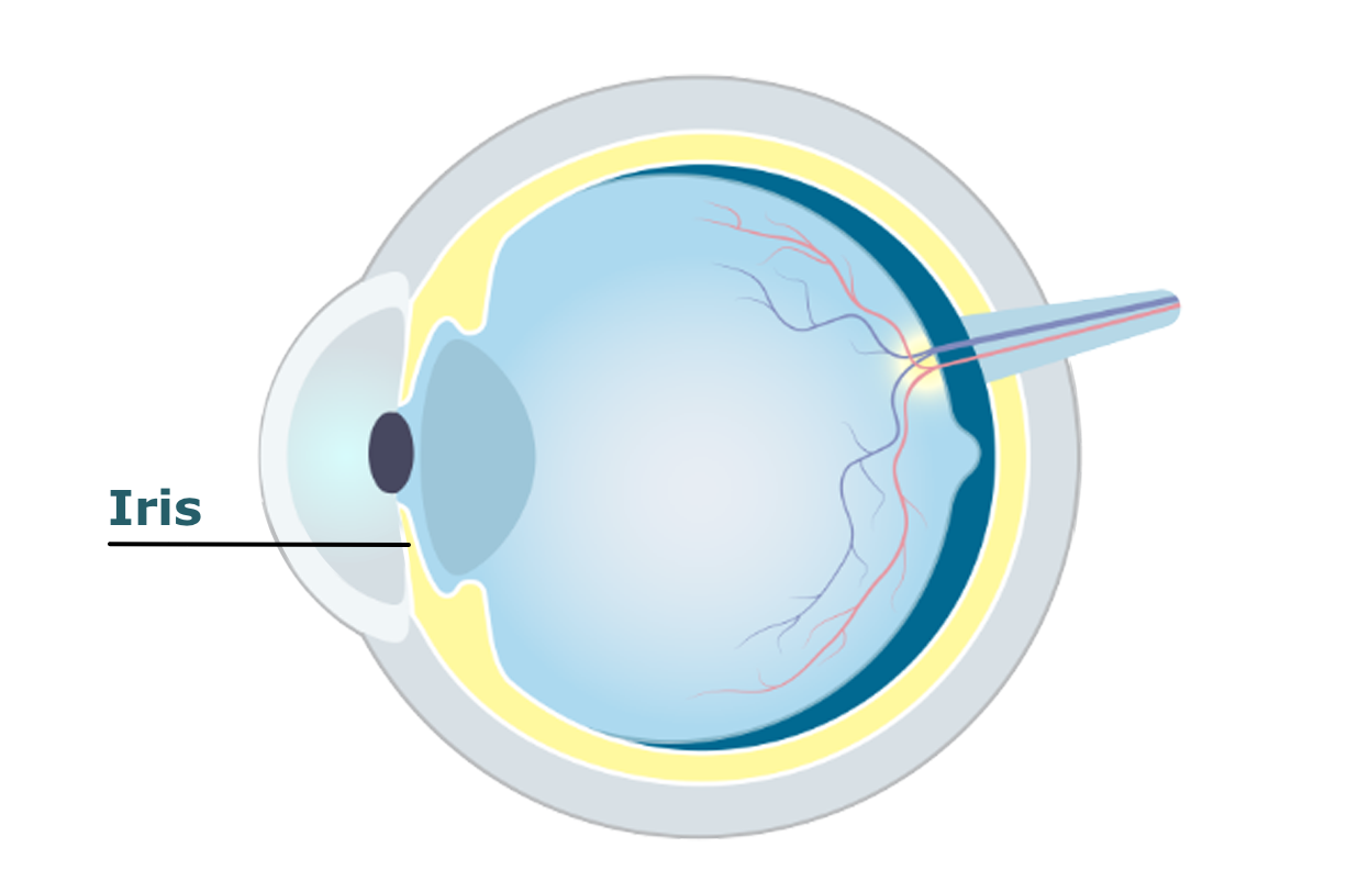 Eye diagram showing the iris