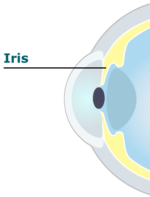 Eye diagram showing the iris
