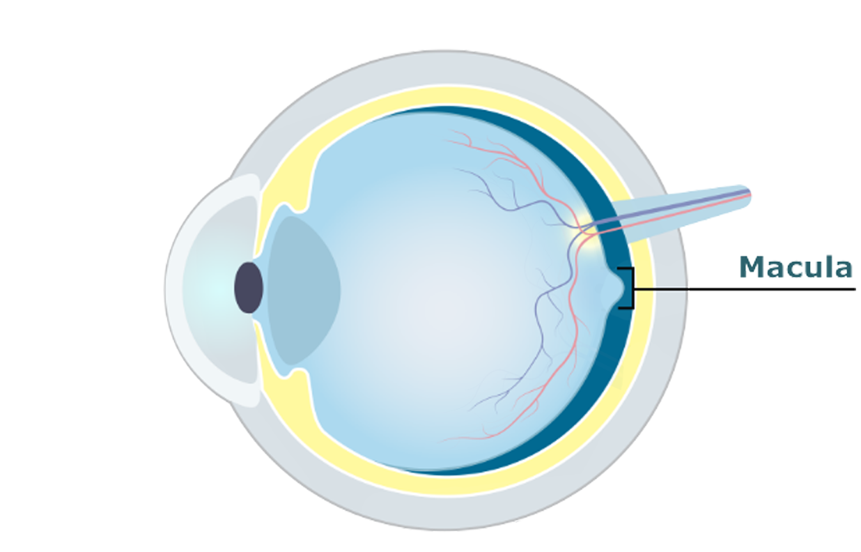 Eye diagram showing the macula