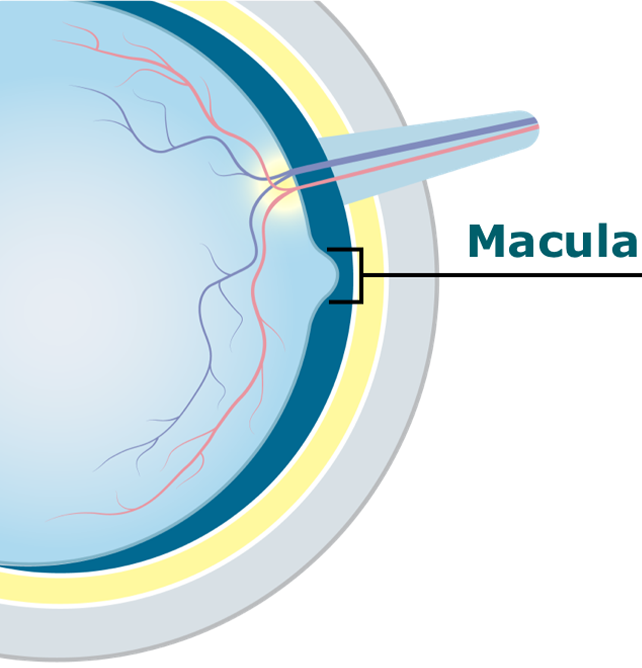 Eye diagram showing the macula