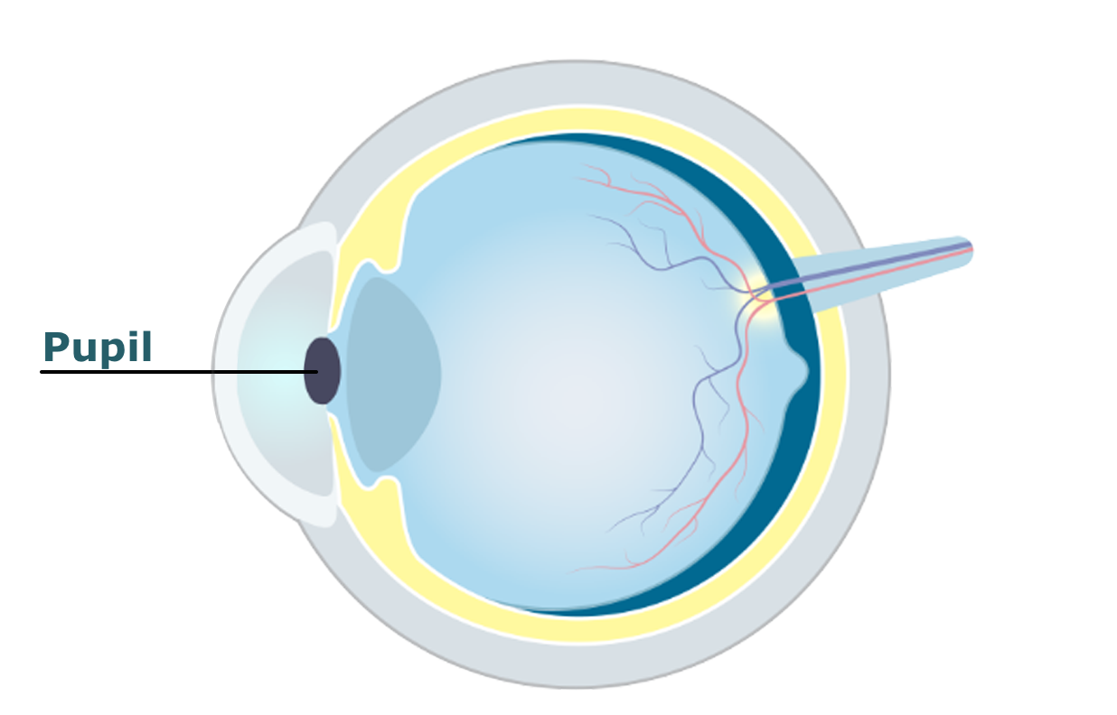 Eye diagram showing the pupil